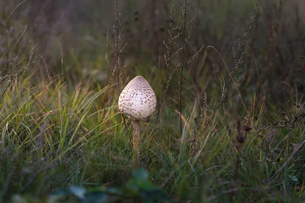 Beautiful mushrooms grow in the autumn forest. — Stock Photo, Image