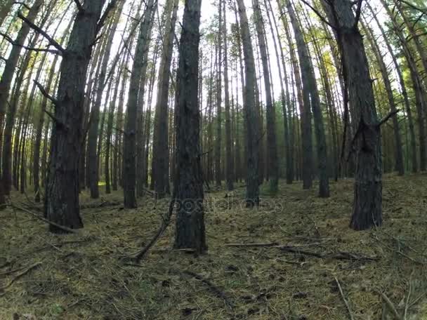 Uma densa floresta de pinheiros no pôr do sol — Vídeo de Stock