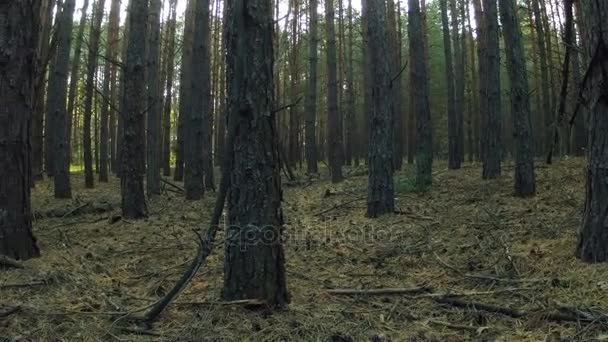 A dense pine autumn forest in sunset time — Stock Video