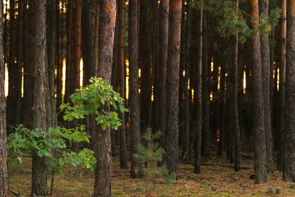 Pine forest in the autumn at sunset of the day. — Stock Photo, Image