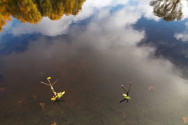 bir olta için sonbaharda bir orman göl destek..