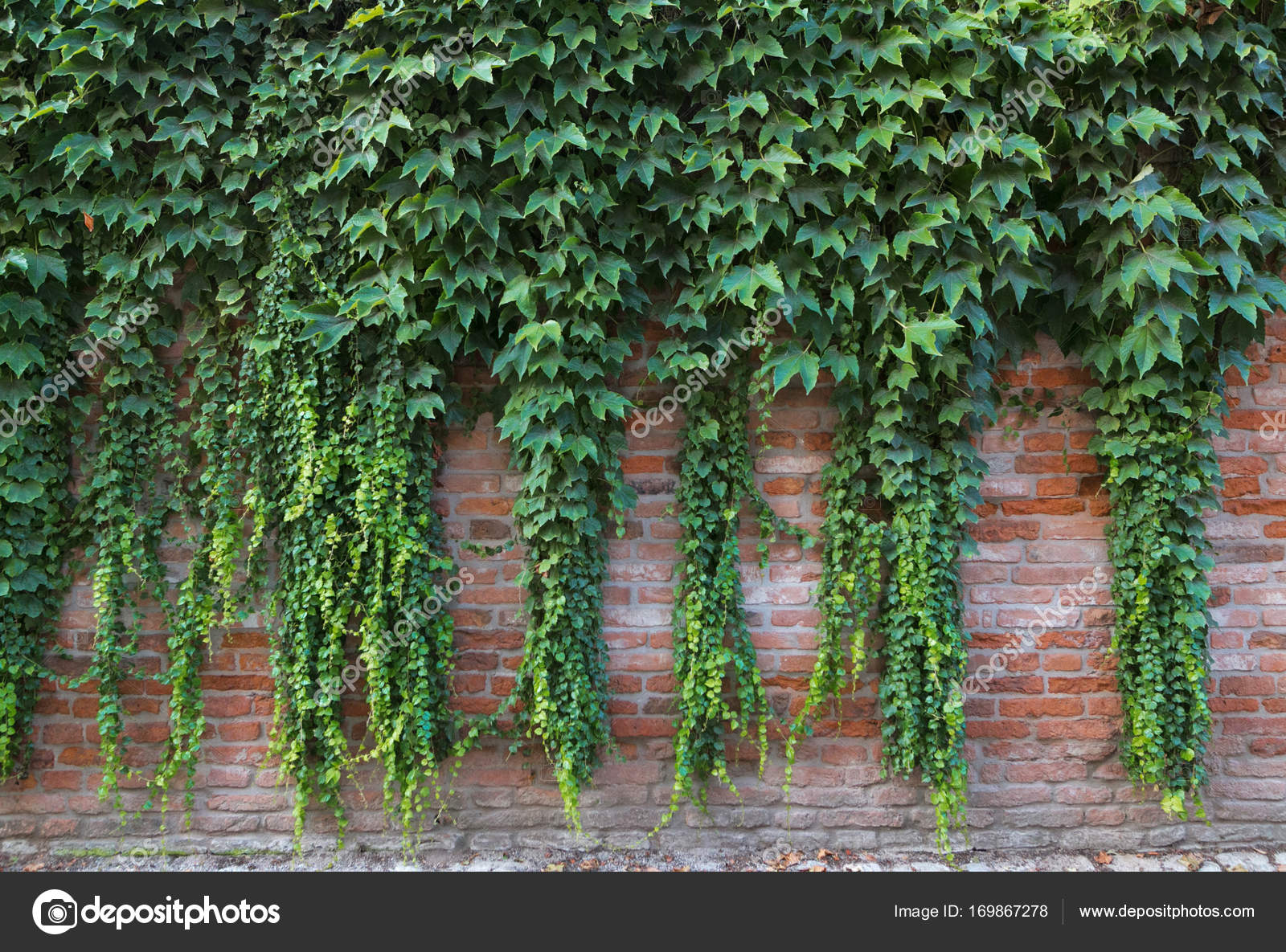green climbing plants on a brick wall. — Stock Photo ...