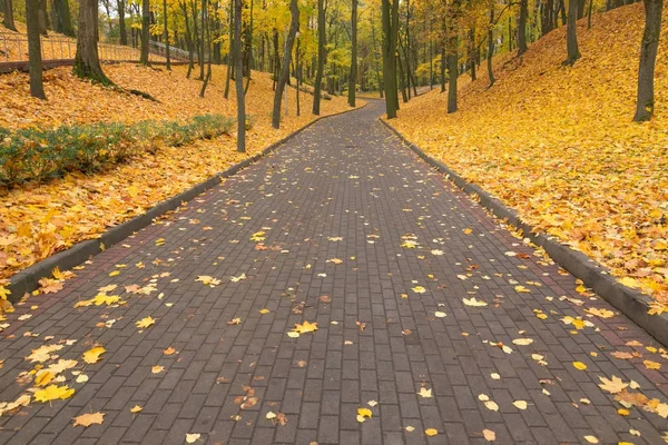 Kent parkta güzel altın sonbahar — Stok fotoğraf