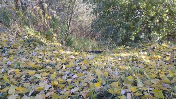 Χρυσή φθινόπωρο. τα φύλλα πέφτουν από τα δέντρα. — Αρχείο Βίντεο