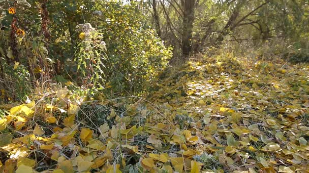Золотая осень. листья падают с деревьев . — стоковое видео