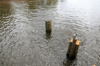 Saint-Petersburg, Rusya Federasyonu-Jule 2, 2017: Anıt Peter ve Paul fortress Tabelalı bir direğin tepesine Hare. Tavşan heykel - Zayachy Tavşan Adası'nın sembolü.