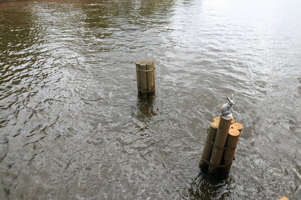 САИНТ-ПЕТЕРБУРГ, РОССИЯ - 2 июля 2017 года: Памятник Зайцу на шесте возле Петропавловской крепости. Скульптура зайца - символ острова Заячий Заяц
.