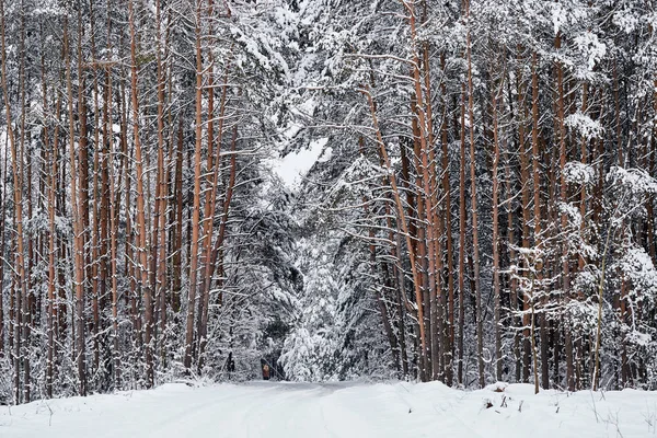 Зимняя фея снежный лес. деревья в белых одеждах . — стоковое фото
