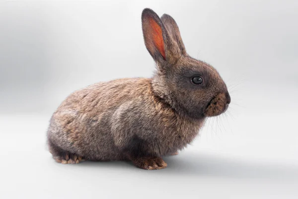 Čokoláda hnědá králík s červených očí na šedém pozadí. Studio. — Stock fotografie