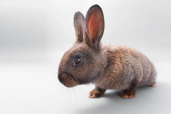 Čokoláda hnědá králík s červených očí na šedém pozadí. Studio. — Stock fotografie