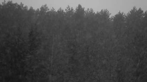 Chutes Neige Sur Fond Une Forêt Sombre Épinettes — Video