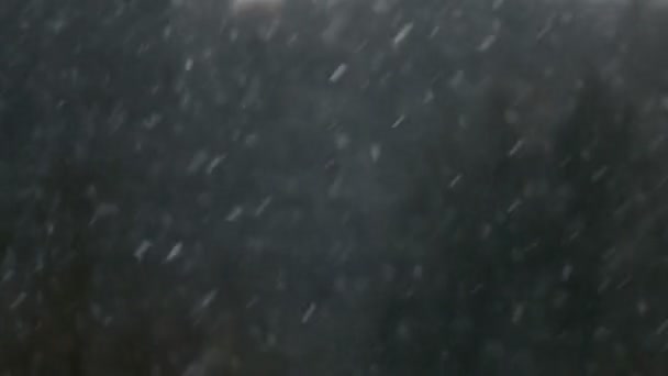 云杉黑森林背景下的降雪 — 图库视频影像
