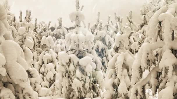 Sněžení Přírodě Borovém Lese — Stock video