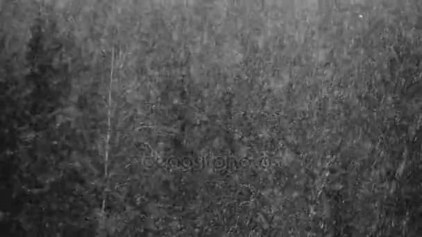 Chutes Neige Dans Nature Dans Une Pinède — Video