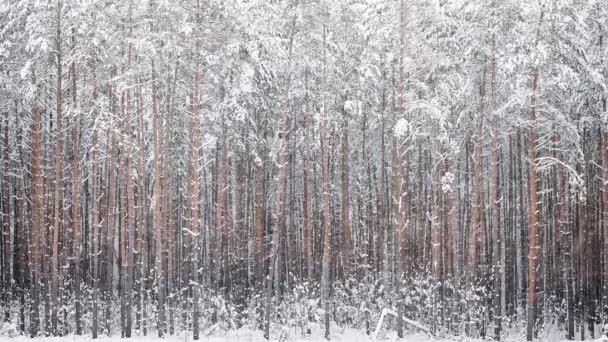 Opady Śniegu Przyrodzie Sosnowym Lesie — Wideo stockowe
