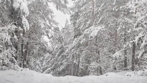 Sneeuwval Natuur Een Dennenbos — Stockvideo