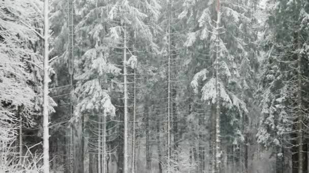 Bir Çam Ormanı Doğada Kar Yağışı — Stok video