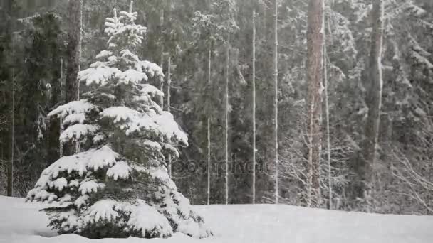 Sneeuwval Natuur Een Dennenbos — Stockvideo