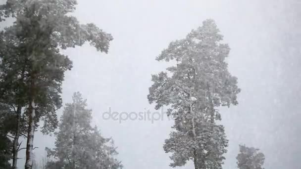 Schneefall Der Natur Einem Kiefernwald — Stockvideo