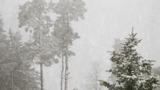 Nevicate Nella Natura Una Pineta — Video Stock