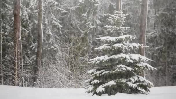 Queda Neve Natureza Uma Floresta Pinheiro — Vídeo de Stock