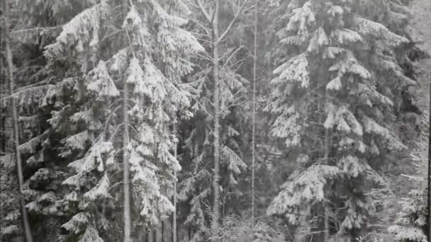 Opady Śniegu Przyrodzie Sosnowym Lesie — Wideo stockowe