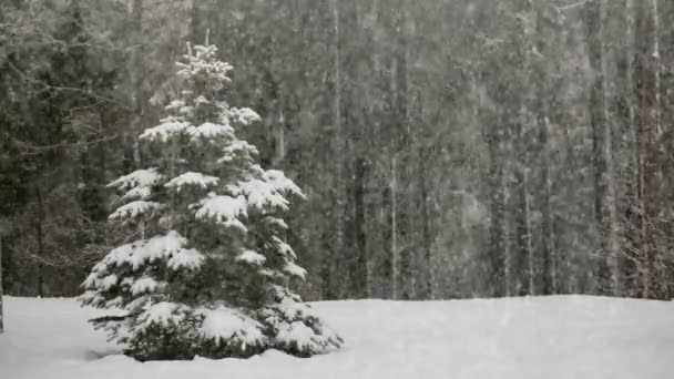 Queda de neve na natureza em uma floresta de pinheiro . — Vídeo de Stock