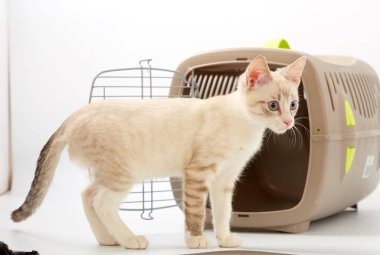 Beyaz bir arka planda bir hayvan gemisi ile genç yavru kedi.