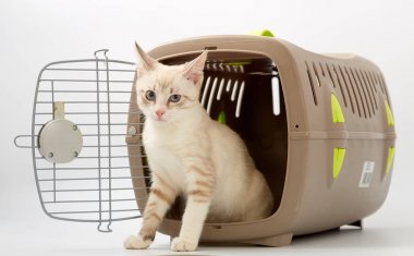 Beyaz bir arka planda bir hayvan gemisi ile genç yavru kedi.