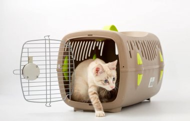 Beyaz bir arka planda bir hayvan gemisi ile genç yavru kedi.