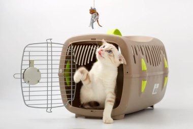 Beyaz bir arka planda bir hayvan gemisi ile genç yavru kedi.