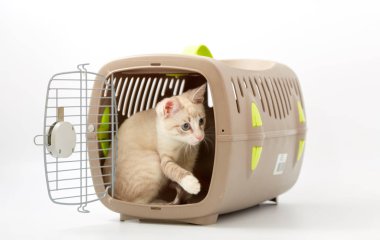 Beyaz bir arka planda bir hayvan gemisi ile genç yavru kedi.