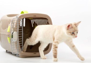 Beyaz bir arka planda bir hayvan gemisi ile genç yavru kedi.