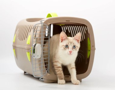 Beyaz bir arka planda bir hayvan gemisi ile genç yavru kedi.