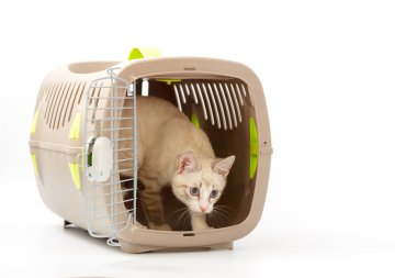 Beyaz bir arka planda bir hayvan gemisi ile genç yavru kedi.