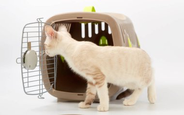 Beyaz bir arka planda bir hayvan gemisi ile genç yavru kedi.