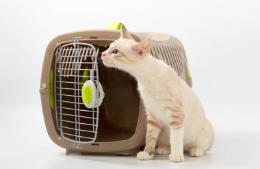 Beyaz bir arka planda bir hayvan gemisi ile genç yavru kedi.