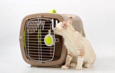 Beyaz bir arka planda bir hayvan gemisi ile genç yavru kedi.