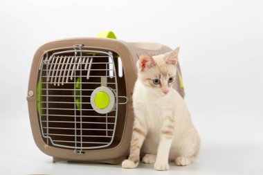 Beyaz bir arka planda bir hayvan gemisi ile genç yavru kedi.