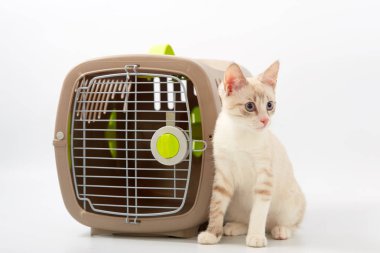 Beyaz bir arka planda bir hayvan gemisi ile genç yavru kedi.