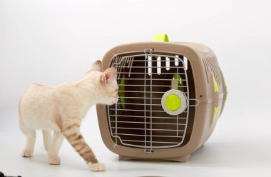 Beyaz bir arka planda bir hayvan gemisi ile genç yavru kedi.