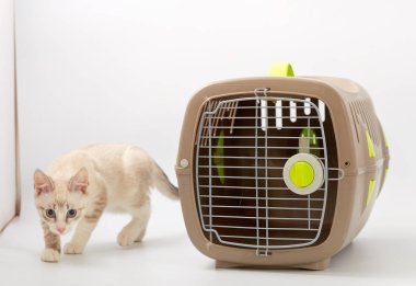 Beyaz bir arka planda bir hayvan gemisi ile genç yavru kedi.