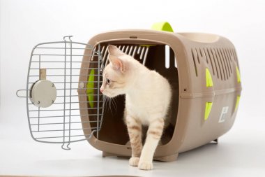 Beyaz bir arka planda bir hayvan gemisi ile genç yavru kedi.