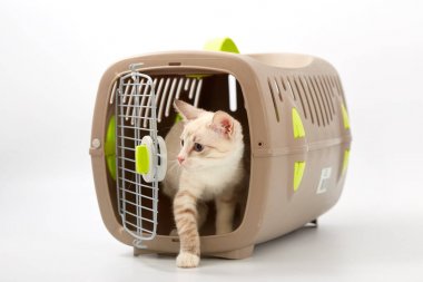 Beyaz bir arka planda bir hayvan gemisi ile genç yavru kedi.