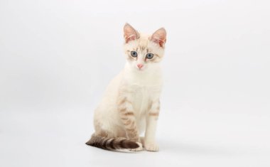 Beyaz arka plan üzerinde izole genç güzel yavru kedi.