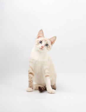 Beyaz arka plan üzerinde izole genç güzel yavru kedi.