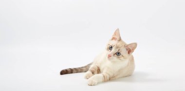 Beyaz arka plan üzerinde izole genç güzel yavru kedi.