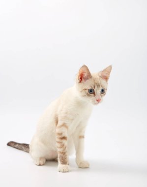 Beyaz arka plan üzerinde izole genç güzel yavru kedi.