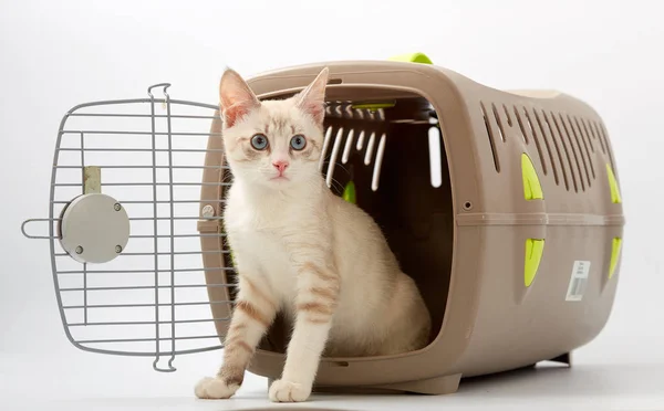 Gatito joven sobre un fondo blanco con un animal portador . —  Fotos de Stock