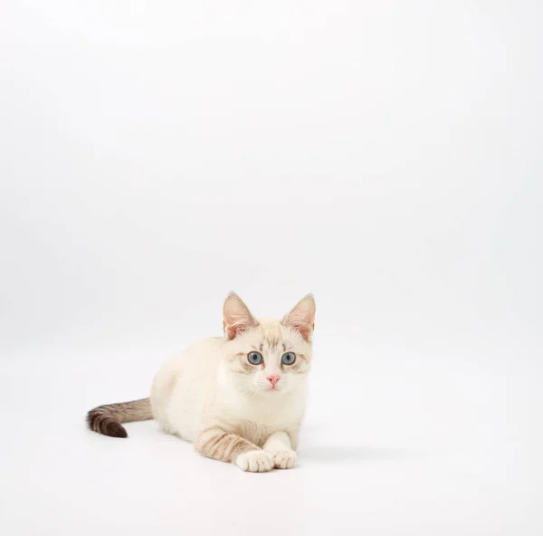 Jeune beau chaton isolé sur fond blanc . — Photo